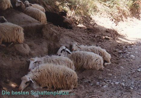Schafe dsen unter einem Baum